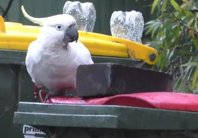 bird perched next to brick atop trash can